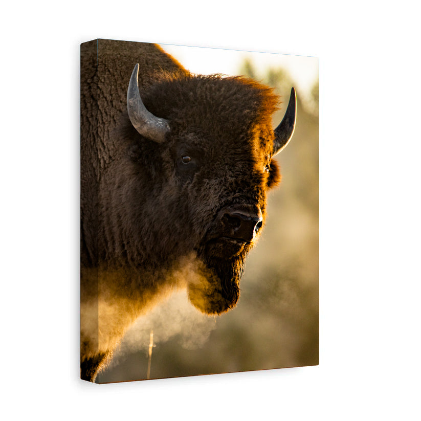 Buffalo - Yellowstone National Park - Canvas