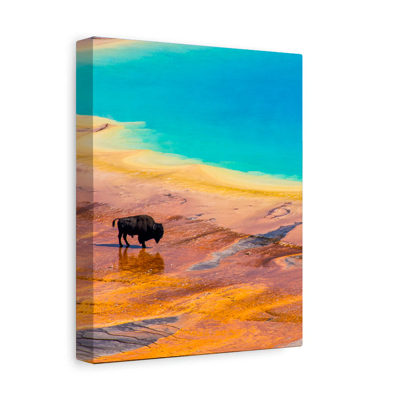 Bison at Grand Prismatic Spring - Yellowstone National Park - Canvas