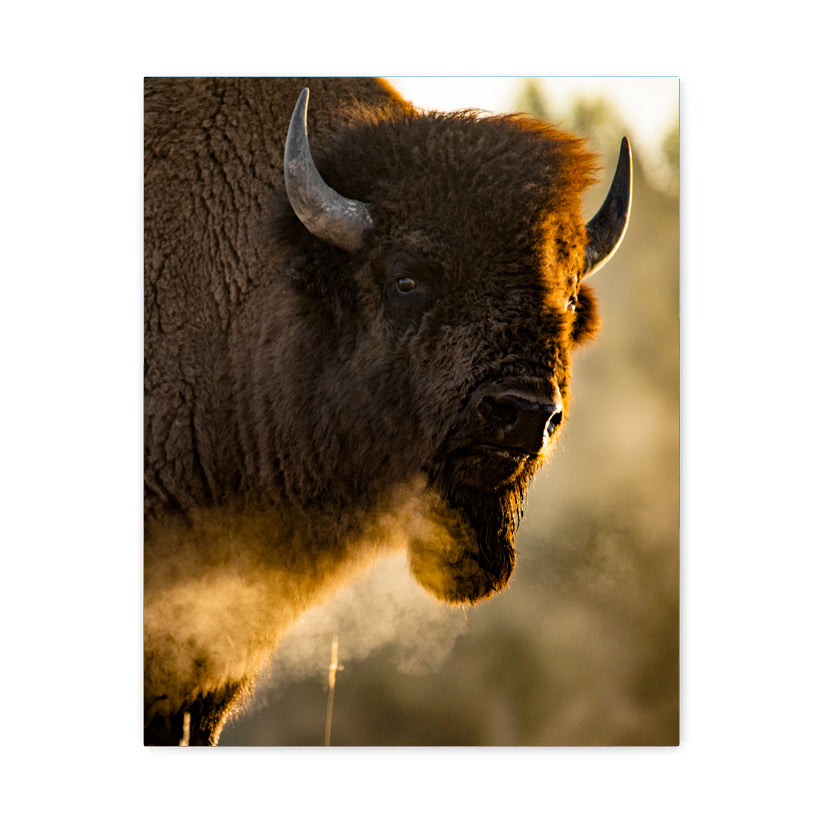 Buffalo - Yellowstone National Park - Canvas