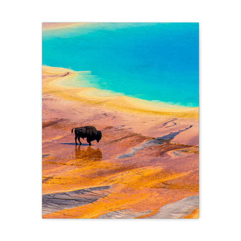 Bison at Grand Prismatic Spring - Yellowstone National Park - Canvas