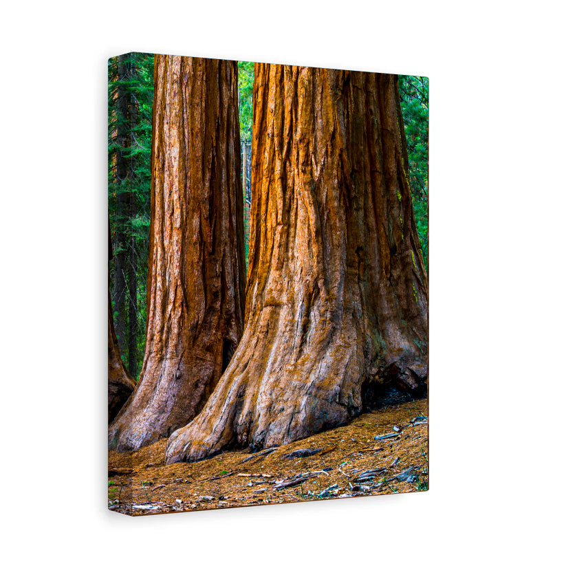 Mariposa Grove - Yosemite National Park - Canvas