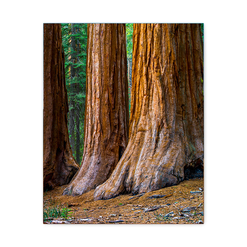 Mariposa Grove - Yosemite National Park - Canvas