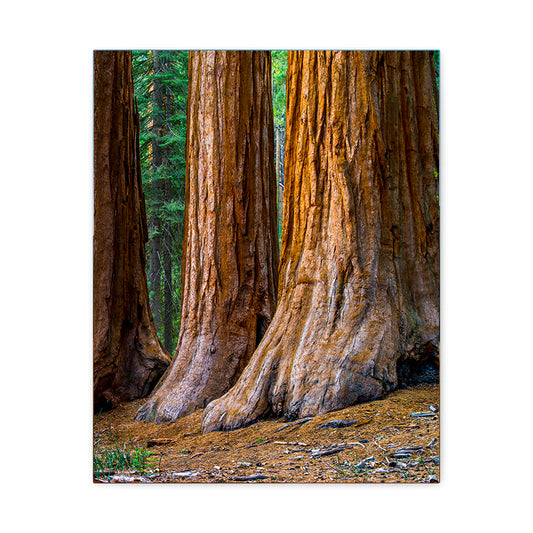 Mariposa Grove - Yosemite National Park - Canvas